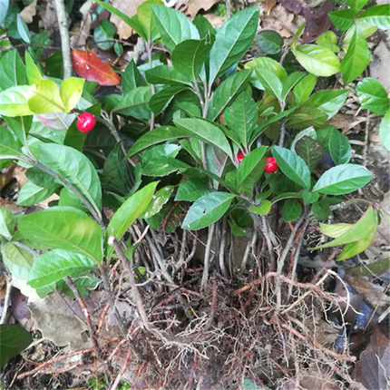紫金牛苗 矮茶 短脚三郎 不出林 凉伞盖 珍珠矮脚樟树苗