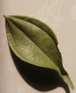 乌药叶500克 深山采摘纯天然无污染自然晒干无硫纯野生食用去胃胀