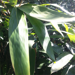 粽叶苗 野生包粽子叶树苗粽叶种子四季常青箬叶苗种盆栽竹树