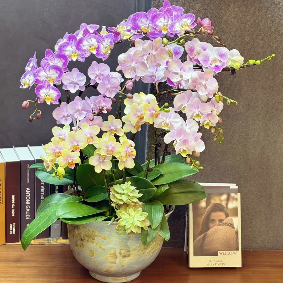 蝴蝶兰创意拼色室内盆栽