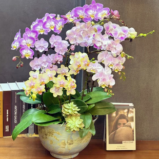 蝴蝶兰创意拼色室内盆栽家居桌面结婚生日升迁开张乔迁年宵花礼品