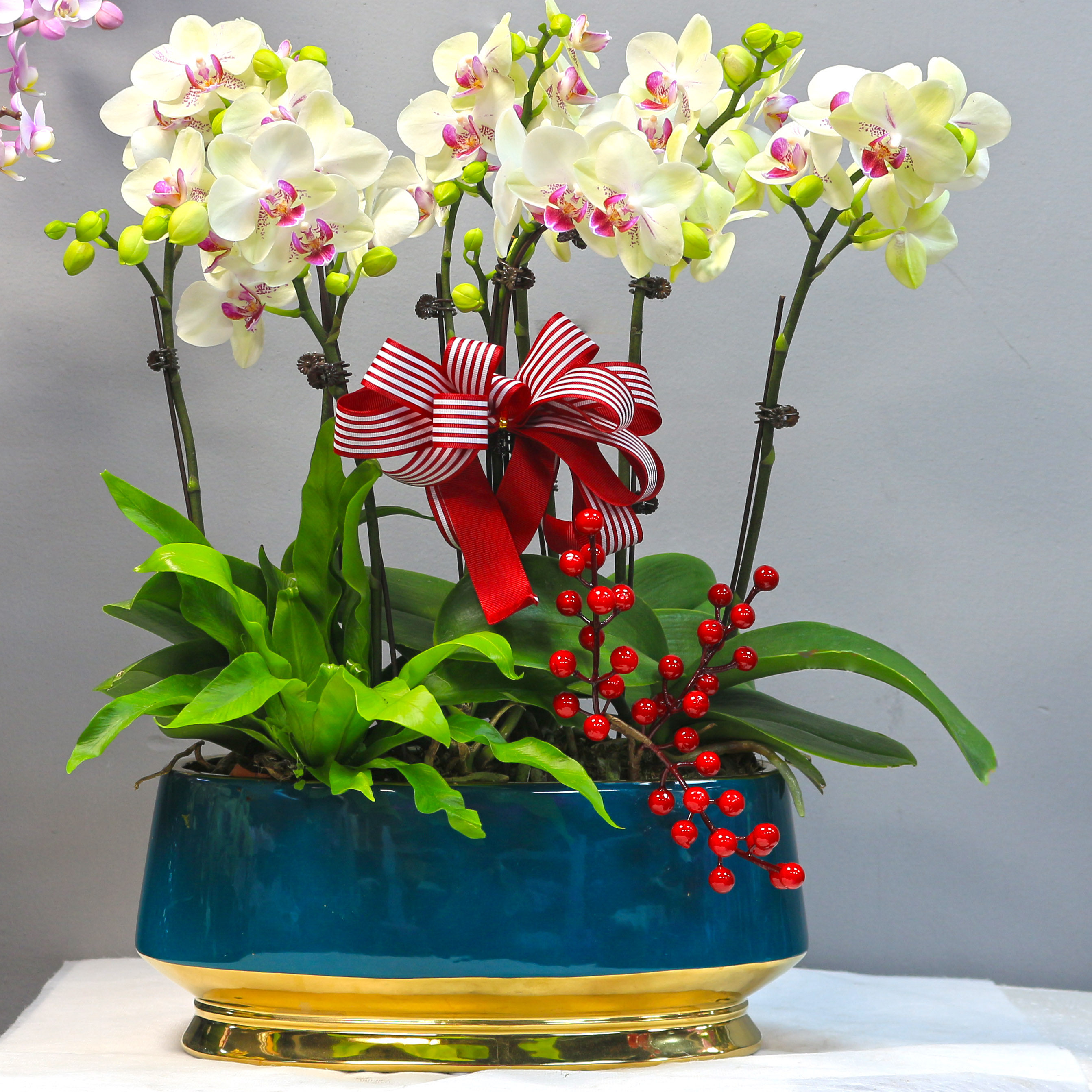 浅绿色小型蝴蝶兰室内家居盆栽桌面玄关日乔迁开业元旦年宵花卉