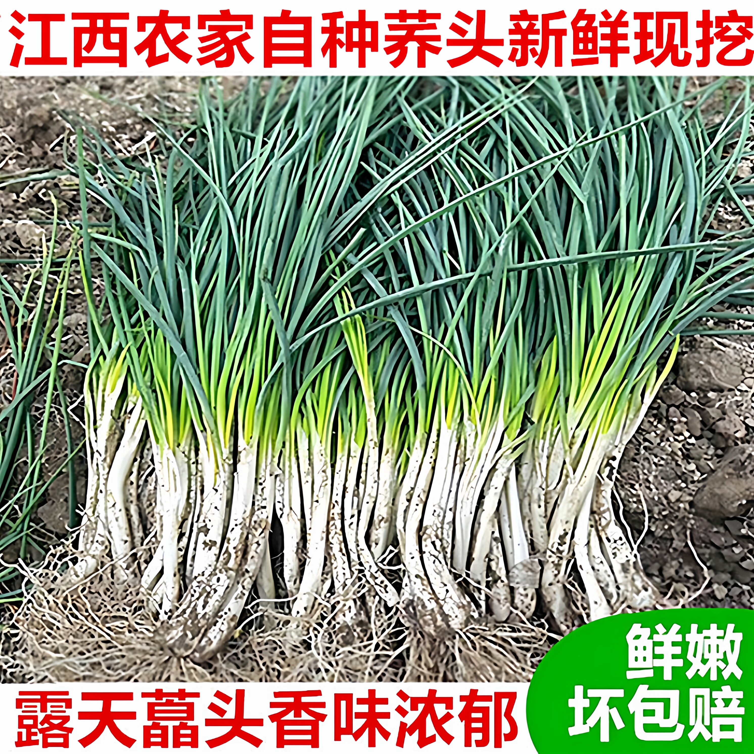 5斤江西余干新鲜现挖带叶荞头