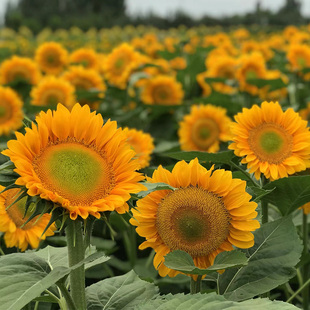 进口切花向日葵种子观赏四季春夏盆栽耐热单杆大清新金富贵种籽孑