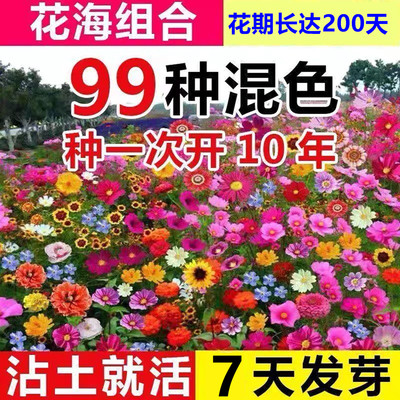 花种籽子大全野花组合四季播种
