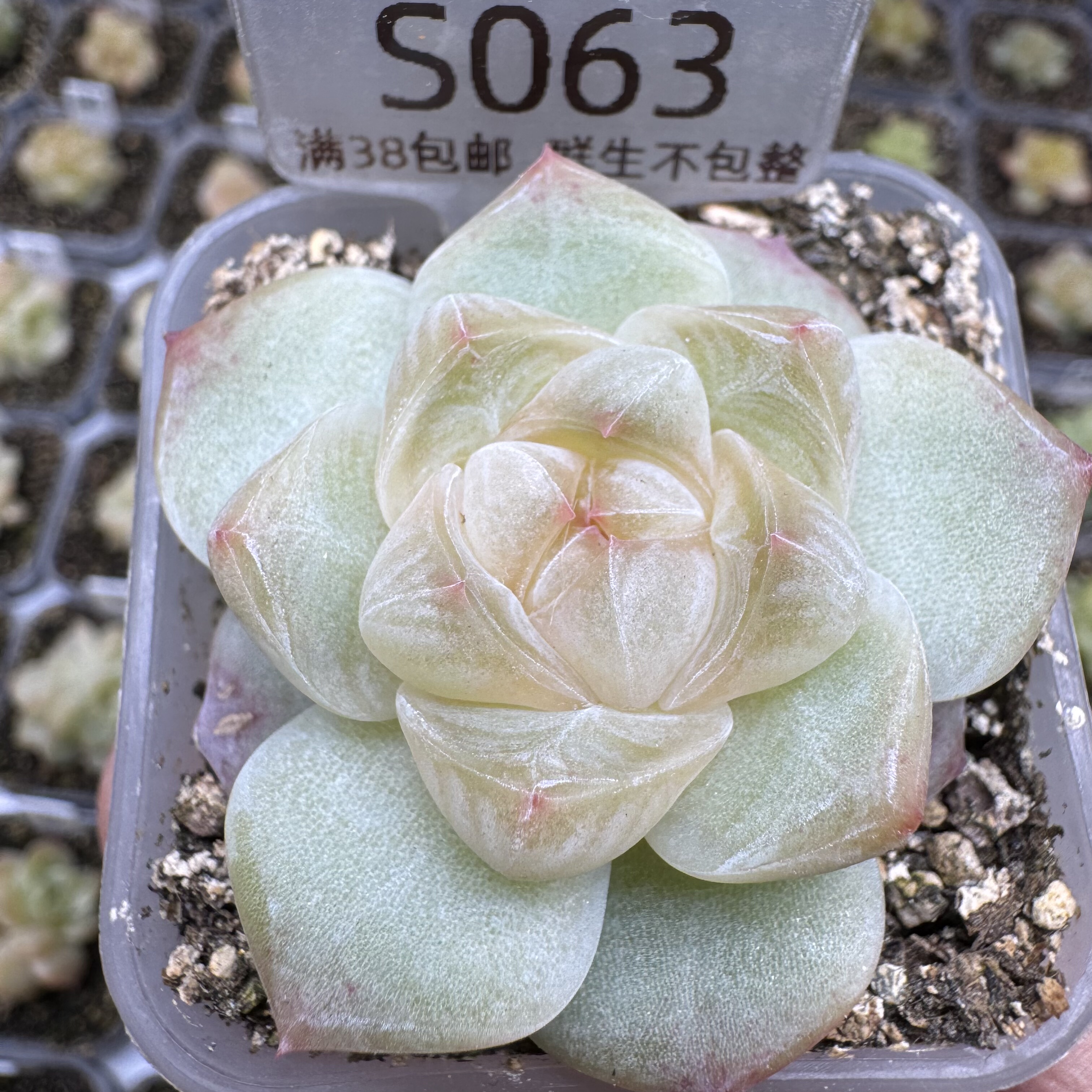 S063 冰石榴 一物一拍