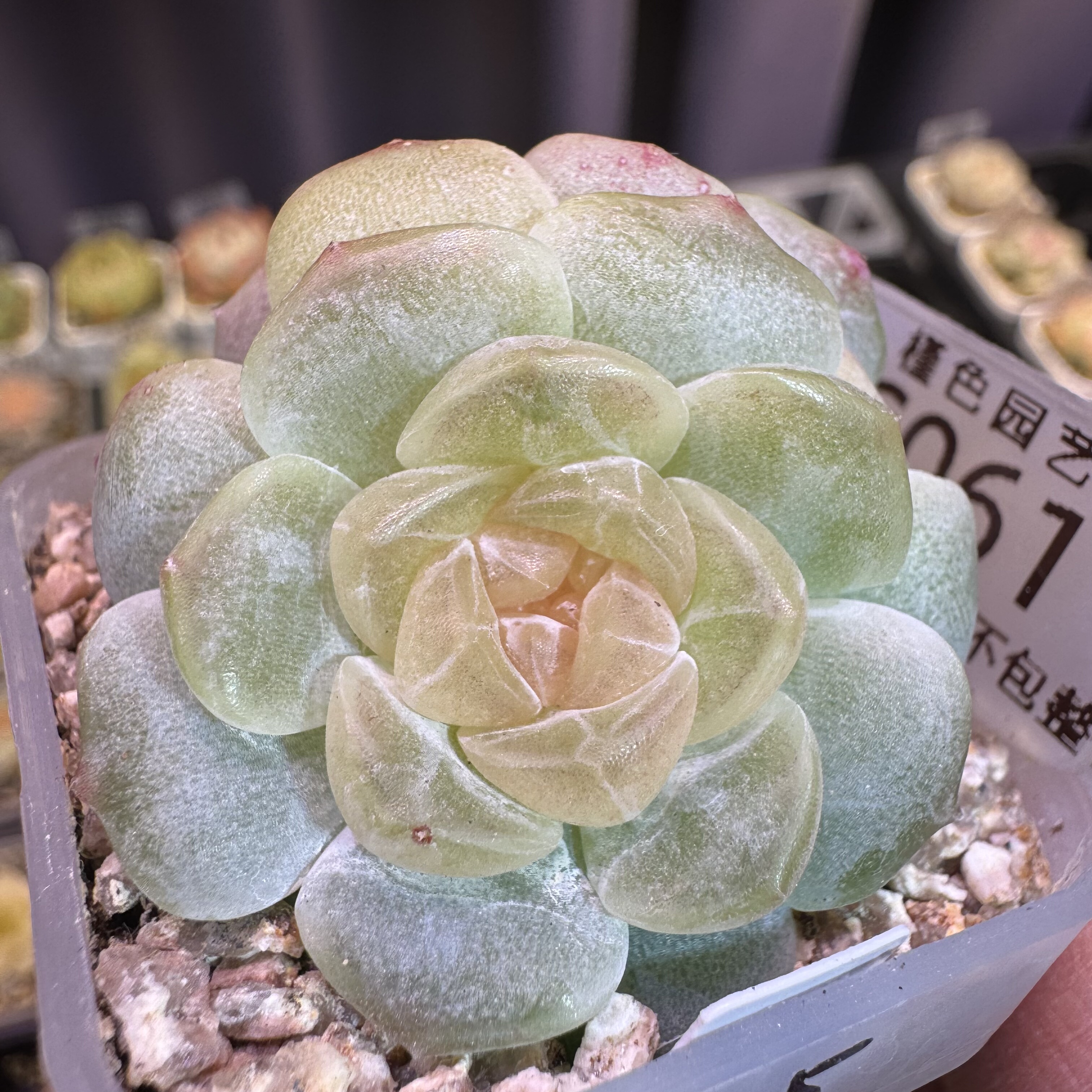 C061 无尽灯(双头)一物一拍 38包邮
