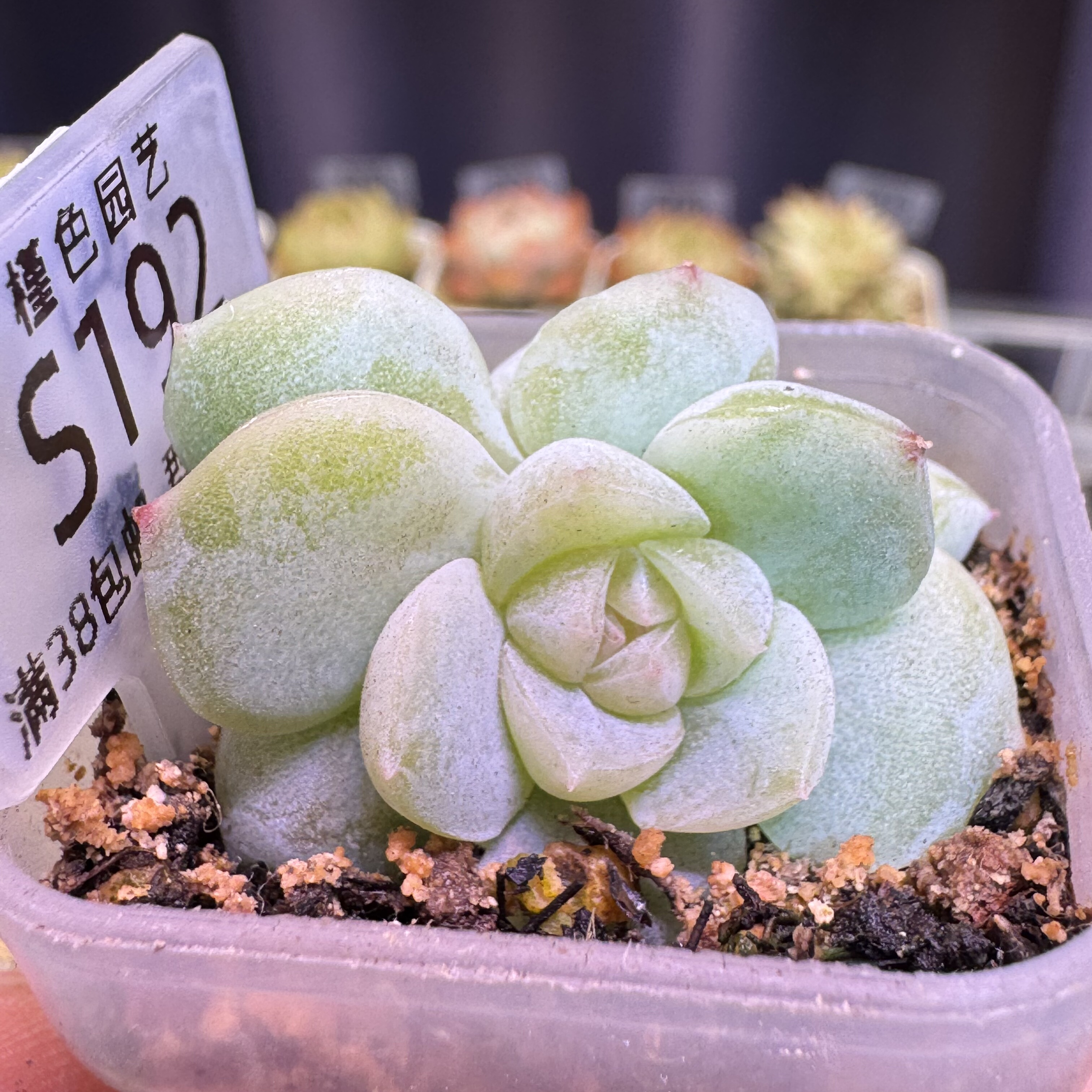 S192 白昼双头(4cm盆口)