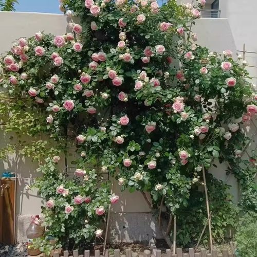 2米大苗母本爬藤月季拱门四季花