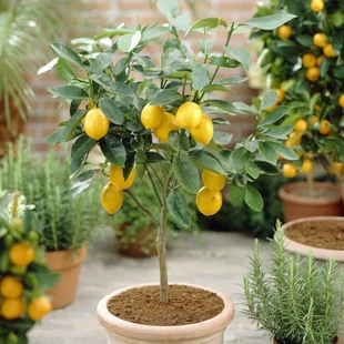 香水柠檬树苗盆栽老桩四季 包邮 结果可食用室内阳台好养活花卉绿植