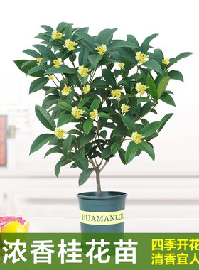 四季桂花当年开花浓香型花卉