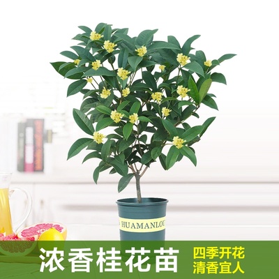 四季桂花当年开花浓香型花卉