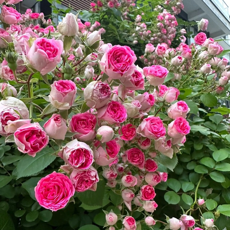 爬藤月季蔷薇花苗多季勤开花