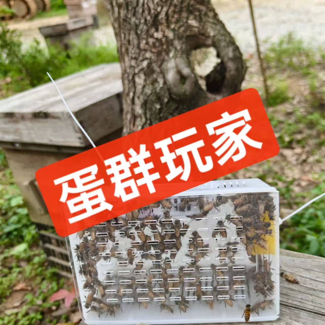 中蜂蜂王蜂群蜜蜂活群带王子脾双色红环产卵强带箱笼蜂包活授粉蜂