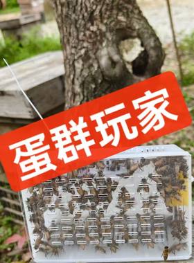 中蜂蜂王蜂群带脾包活授粉