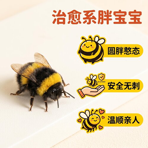 无刺熊蜂可上手不蜇人科普萌宠