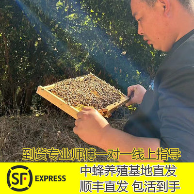 包邮蜜蜂中蜂蜂群中蜂中华蜂养殖带箱带新开产蜂王带子脾蜜蜂活群