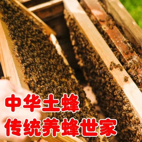 顺丰京东包邮中蜂蜂群带脾带箱中华蜜蜂蜂王活体蜜蜂蜂群中蜂蜜蜂