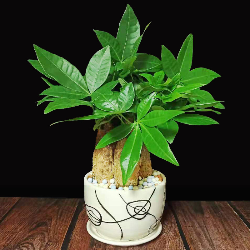 Limit Pachira Botany indoor a living room Green plant Small bonsai Four seasons Evergreen Office Lucky Small potted flowers and plantsin the Flower delivery/Flowers simulation/Plants gardening , Flowers/Potted plants (New) , Plants  category - from Buy2taobao.com to provide professional Taobao agent buy service