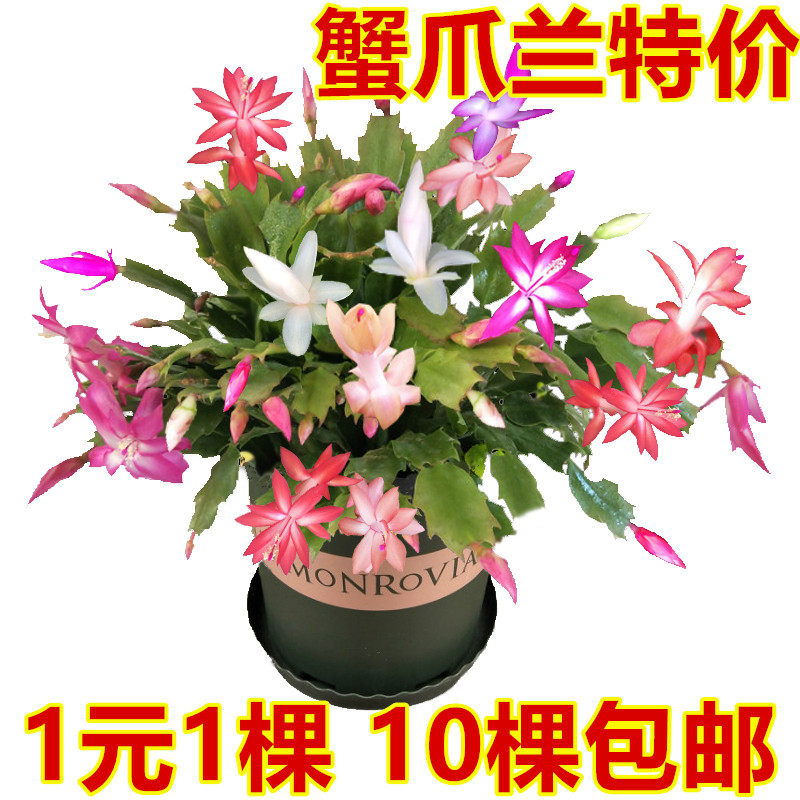 蟹爪兰仙人掌带根大苗带花多色花卉观花植物室内花四季开花蟹爪莲|msdalam kategori penghantaran bunga/bunga simulasi/tumbuhan berkebun, bunga/Tumbuh-tumbuhan tumbuh-tumbuhan pasu (baru), tumbuh-tumbuhan hijau - dari Buy2taobao.com untuk memberikan perkhidmatan ejen Taobao profesional membeli