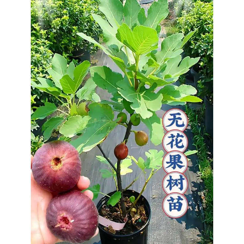台湾波姬红无花果树苗盆栽地栽无花果南北方种植树苗当年结果树苗