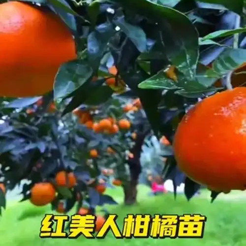 嫁接红美人柑橘树苗南北方种植盆栽地栽庭院果树苗橘子苗当年结果