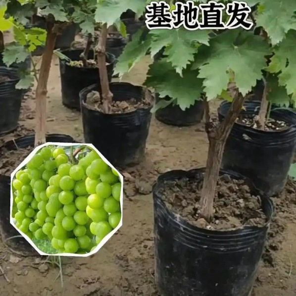 嫁接葡萄树苗南北方种植盆栽地栽阳光玫瑰树苗果树苗当年果带土球
