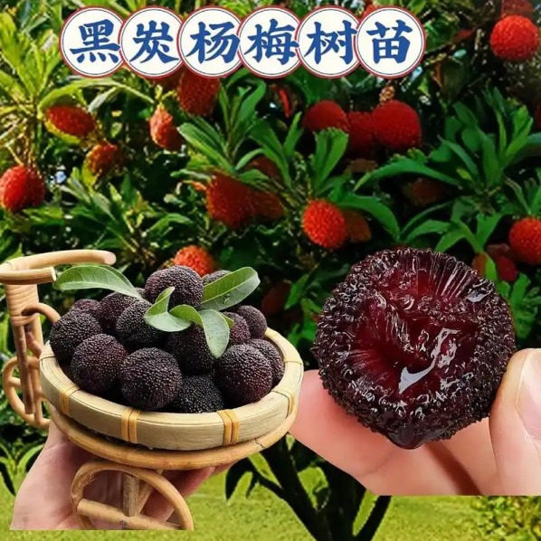 嫁接黑炭杨梅树苗南北方种植盆栽地栽庭院果树苗荸荠杨梅苗当年结
