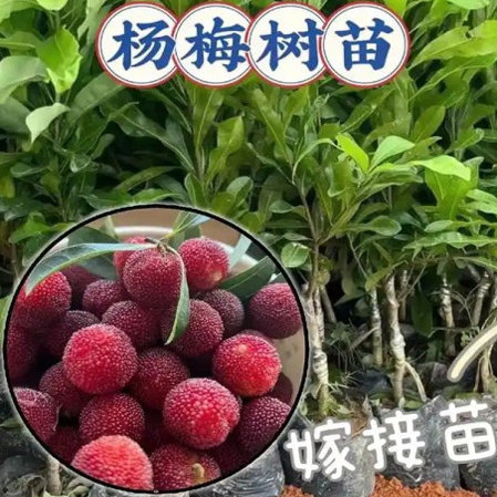 浙江杨梅树苗嫁接杨梅仙居杨梅当年结余姚杨梅树水晶杨梅东魁杨梅
