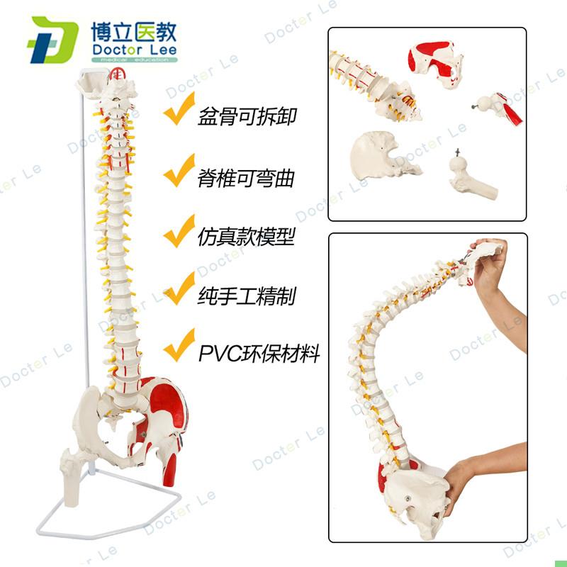 医用人体脊柱脊椎骨盆股骨脊柱带肌肉起止点脊神经骨骼模型