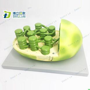 新品叶绿体结构模型显微结构初高中生物教学模型科教仪器