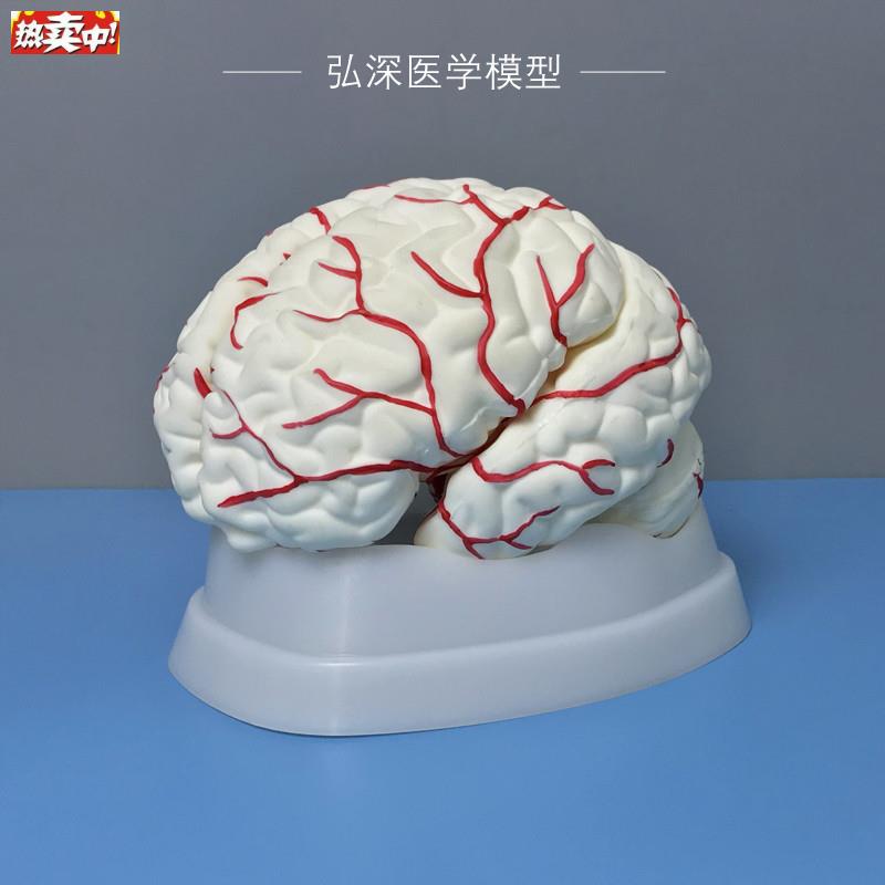 人体脑解剖模型大小脑部动G脉血管分布结构可拆开8块器官医学教学