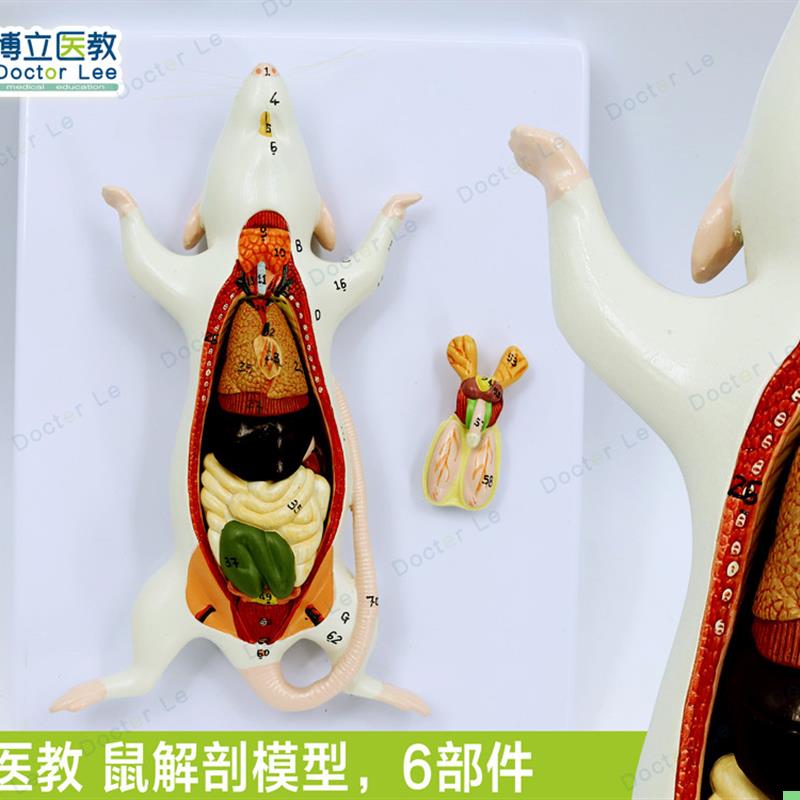 教学仿真老鼠标本老鼠解剖模型老鼠拼装益智玩具动物解剖生物教具