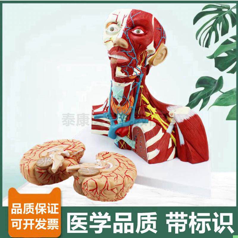 头颈解剖模型局部麻醉教学用颈部神经血管面部肌肉颅脑可拆卸整形
