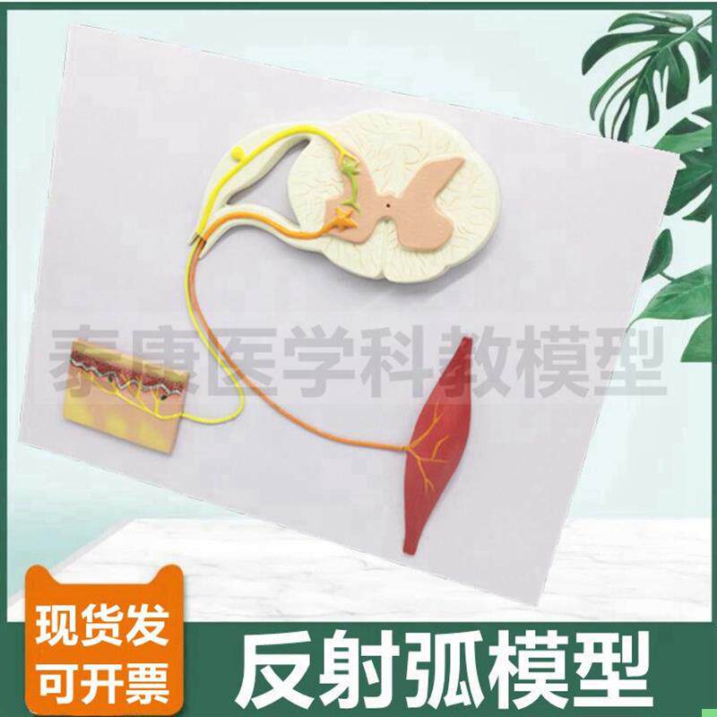 反射弧模型 神经细胞 神经元 轴突突触 胞体 脊髓神经 中枢脑皮层