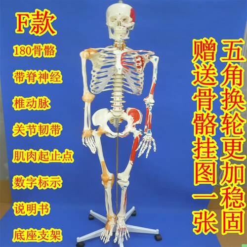 180cm全身人体大骨骼模型女性骨骼标本模型艺术用成人大骨骼模型