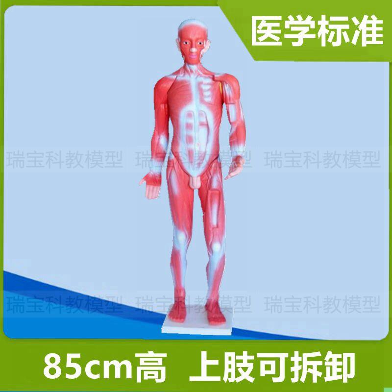 人体肌肉模特躯干模型标识全身肌肉解剖医用教具运动健美素描画像