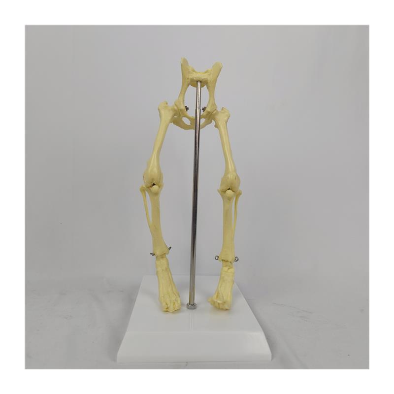 ENOVOg颐诺恒牙牙齿1:1模型成人牙列牙齿模型