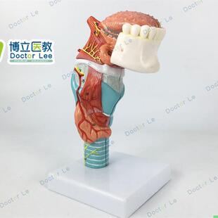 人体喉舌牙模型咽喉解剖舌头模型甲状腺模型器官
