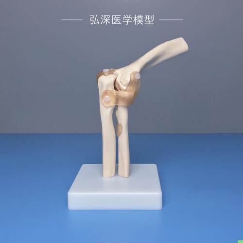 人体肘关节模型手肘部模具手臂桡骨骼韧带骨架骨科医学生教学道具