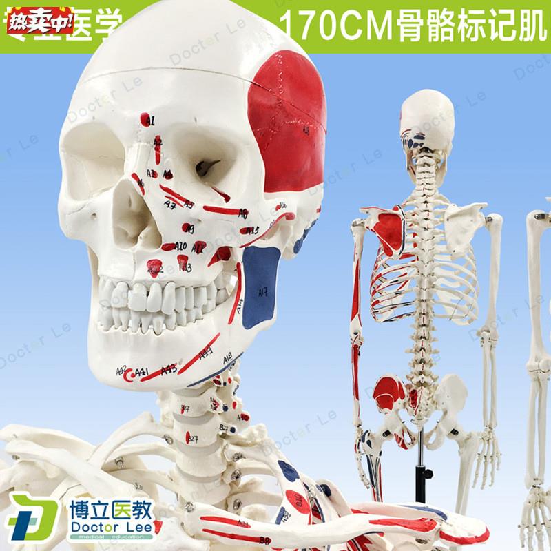 170CM人体骨骼彩色骨架附肌肉起止点着色e模型正骨健身房瑜伽教学