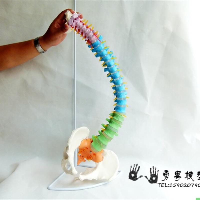 一比一人体脊椎模型 脊柱色分区分模型 中医正骨人体骨骼模型