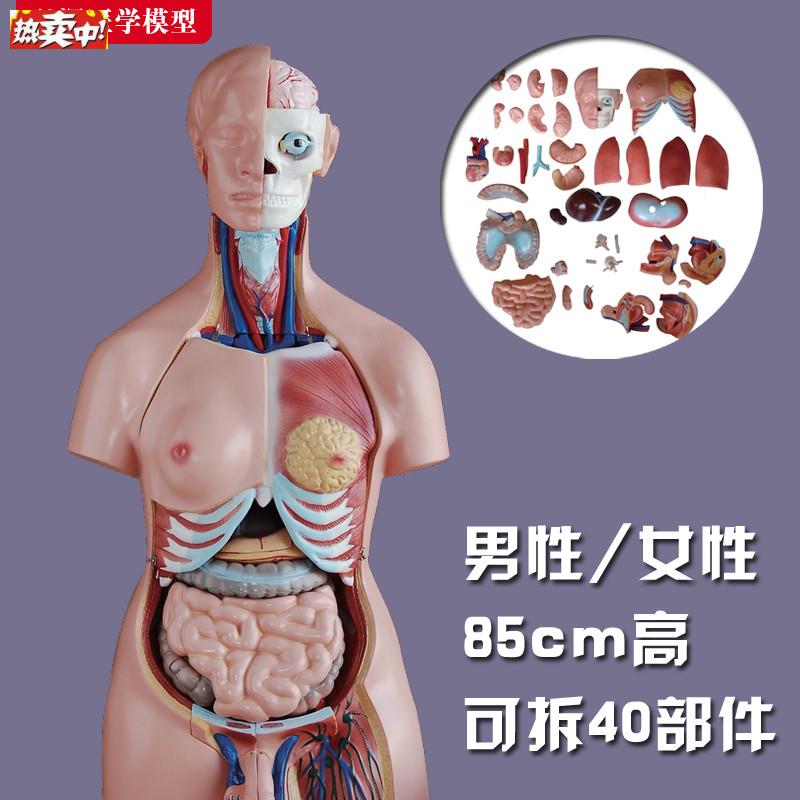 躯干模型人体内脏胸腹部.器官解剖男性女性心肝脾肺肾结构教学玩