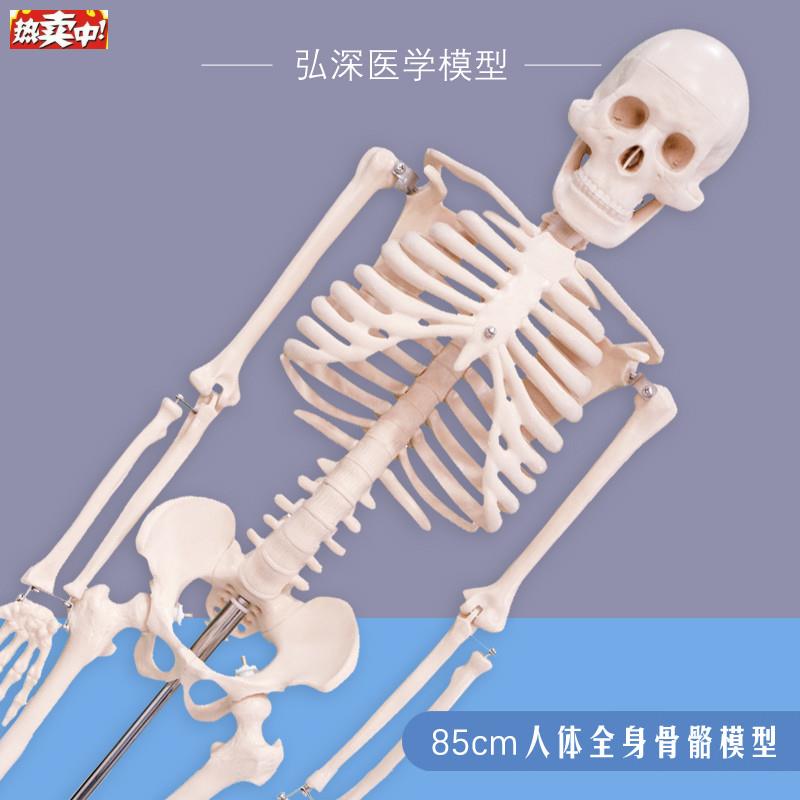 人体骨骼模型85cm全身骨架骷髅四肢可活k动拆卸脊柱骨科医学生教