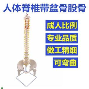 人体脊柱模型成人比o例可弯曲活动仿真脊骨颈椎骨盆大腿正骨推拿
