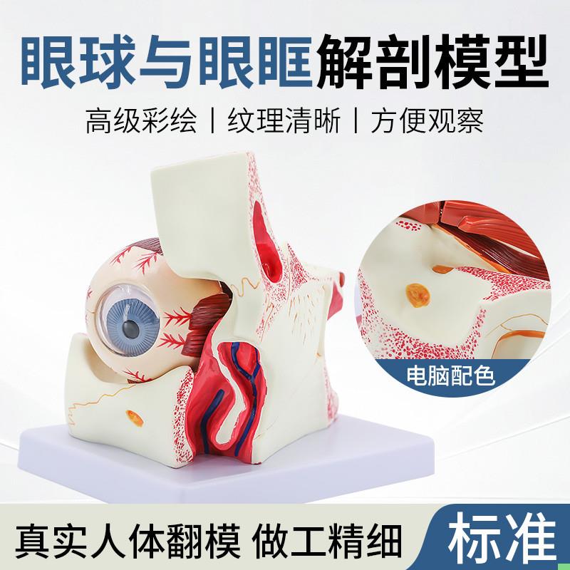 眼球模型眼球与眼眶放大模型解剖眼睛眼外肌模型结构造示教学医学