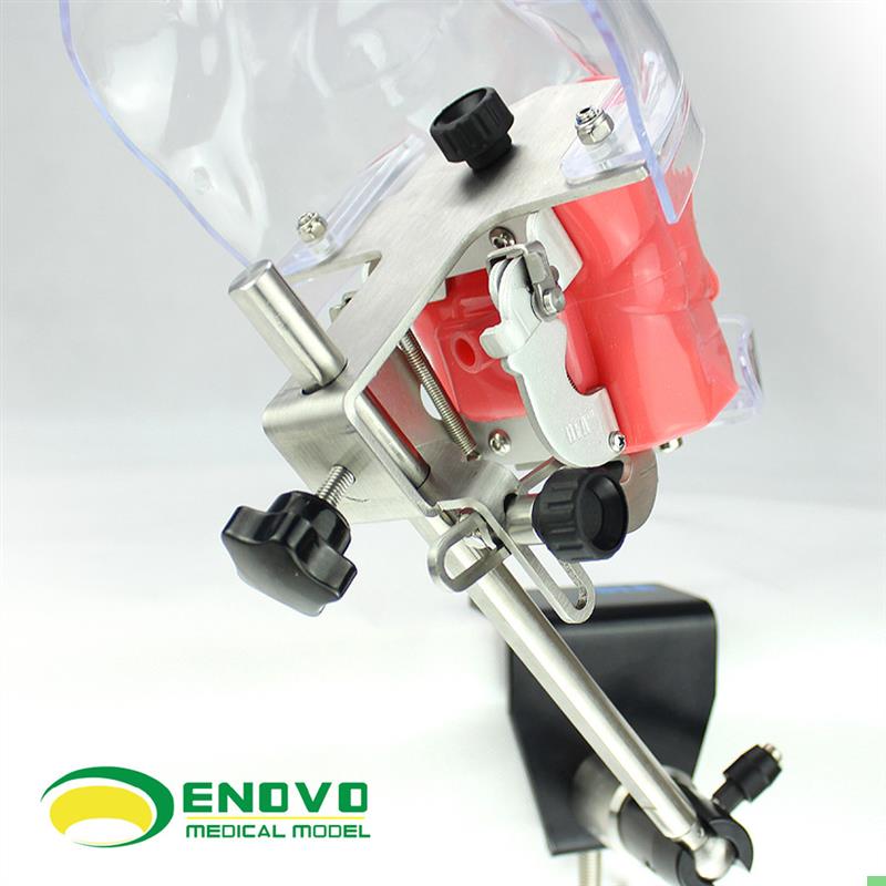ENOVO正品高端专业口腔科仿生头模 牙医齿科教学系统备牙齿模型