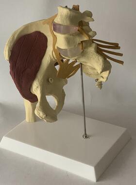 人体女性盆骨开合瑜伽演示髋关节教具骨盆修复肌肉神经椎间盘突出