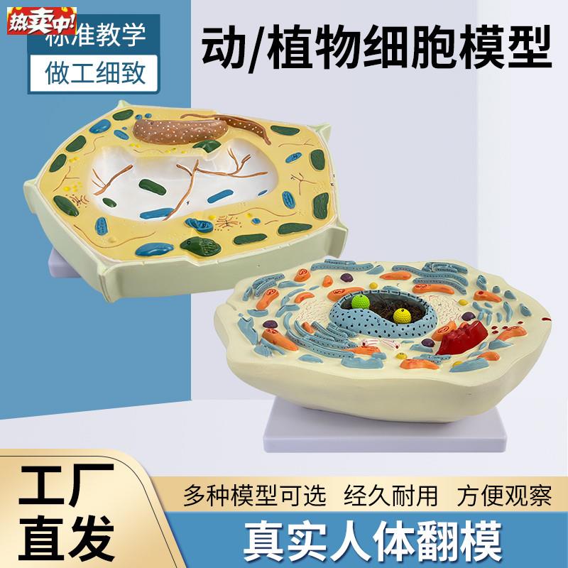 植物细胞亚显微结构细胞亚显微结c构标本模型科教仪器医学教学专