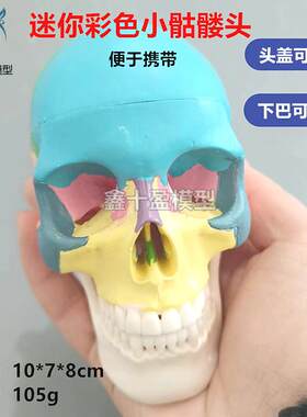 口腔彩色头骨模型 牙科诊所教学可拆迷你小头颅骨 美艺术拆卸头模
